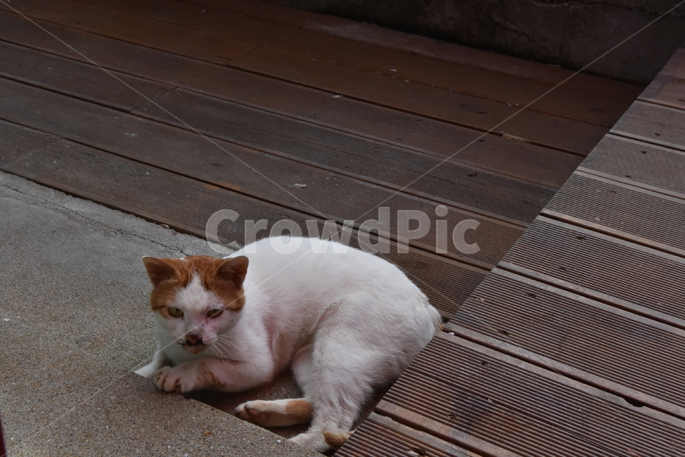 고양이,동물,길가,눈치,화남