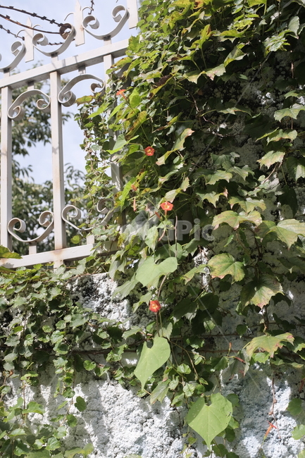 덩쿨,식물,꽃,울타리,plant,blossom,blumen,blume,pflanze,식물,자연,plants,nature,꽃,flower