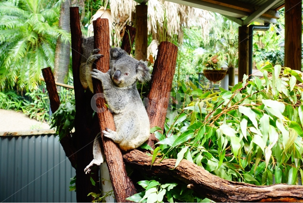 동물,animal,코알라,포유류,mammal,나무,tree