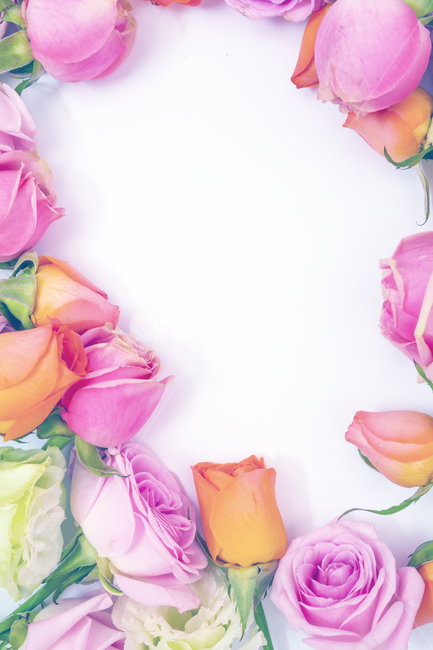 꽃,장미,핑크색,분홍색,하얀색,녹색,꽃,flower,기념일,축하,anniversary,congratulation,celebrate,celebration
