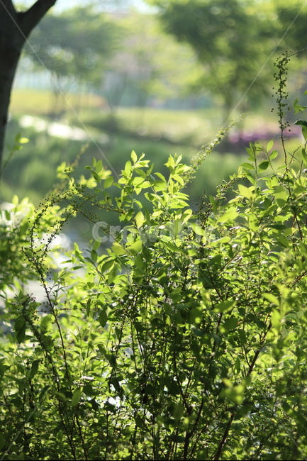 조팝나무,봄,빛,아침,연두,식물,자연,plants,nature