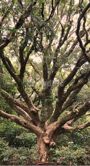 tree,나무,plant,식물,treetrunk,나무줄기,식물,자연,plants,nature,나무,trees,wood
