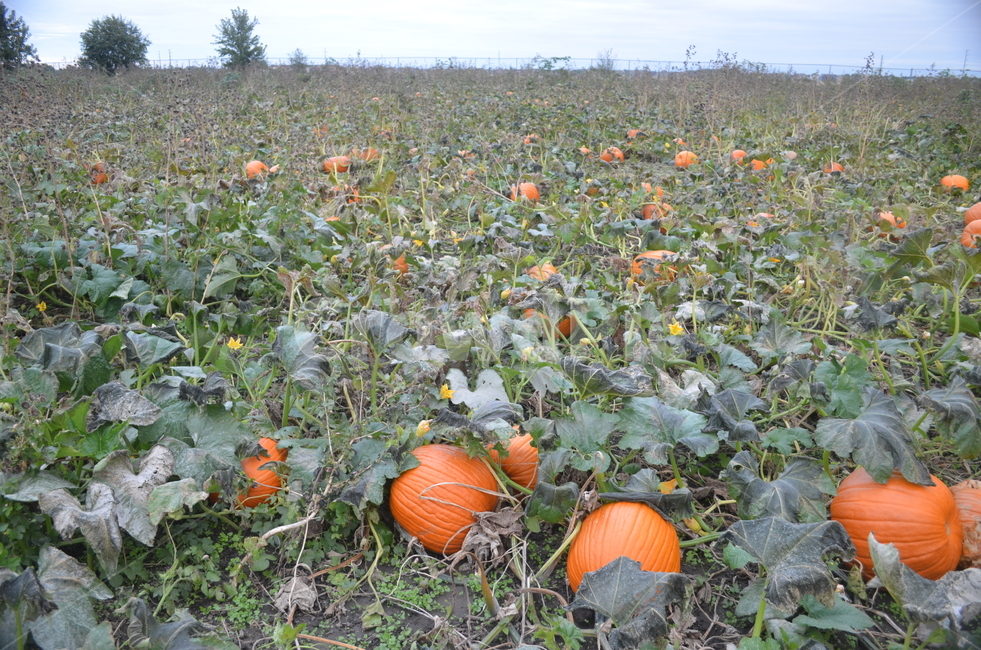 호박밭,호박,호박덩쿨,덩쿨,미국,할로윈,pumpkin,pumpkinpatch,halloween,식물,자연,plants,nature