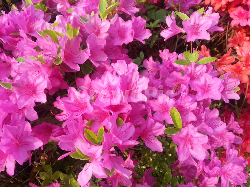 철쭉,꽃,봄,5월,자연,식물,봄꽃,벌,꿀벌,flower,nature,plant,spring,pink,분홍색,핑크