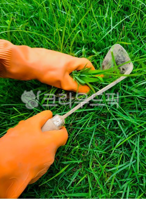 tie up,weed removal,tie the grass,weeding,get rid of,tie,Gloves,tying the lawn,grass,farming,plow a field,weed,Rubber glove,field work,human,Tying the grass,green,weed pulling,plowing,hoeing,draw,people,labor,weeding work,Get rid of weeds,lawn,hoe,weed wo