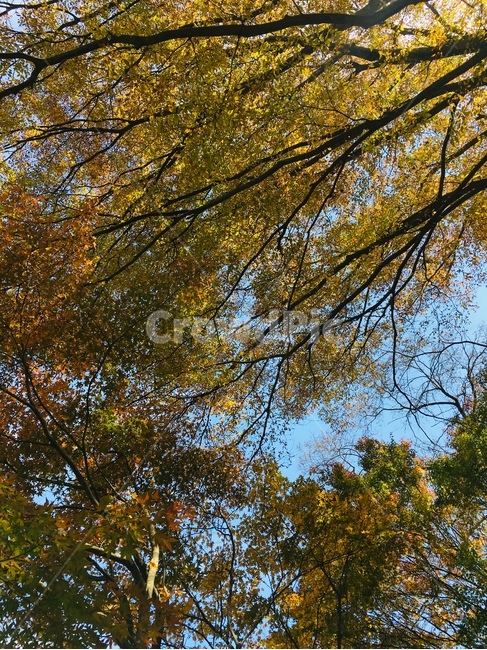 tree,나무,plant,식물,단양,단풍,가을,계절,fall,autumn,season