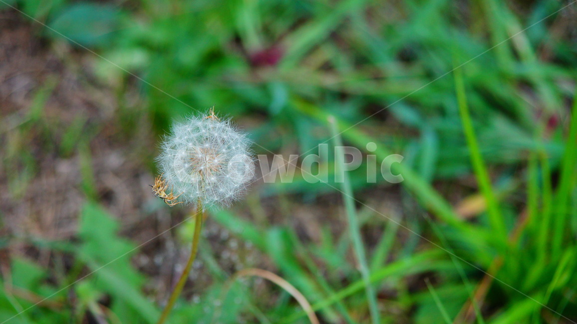 민들레,민들레씨,꽃씨,잔디,배경,플라워,씨,꽃,자연,식물,식물,자연,plants,nature,꽃,flower