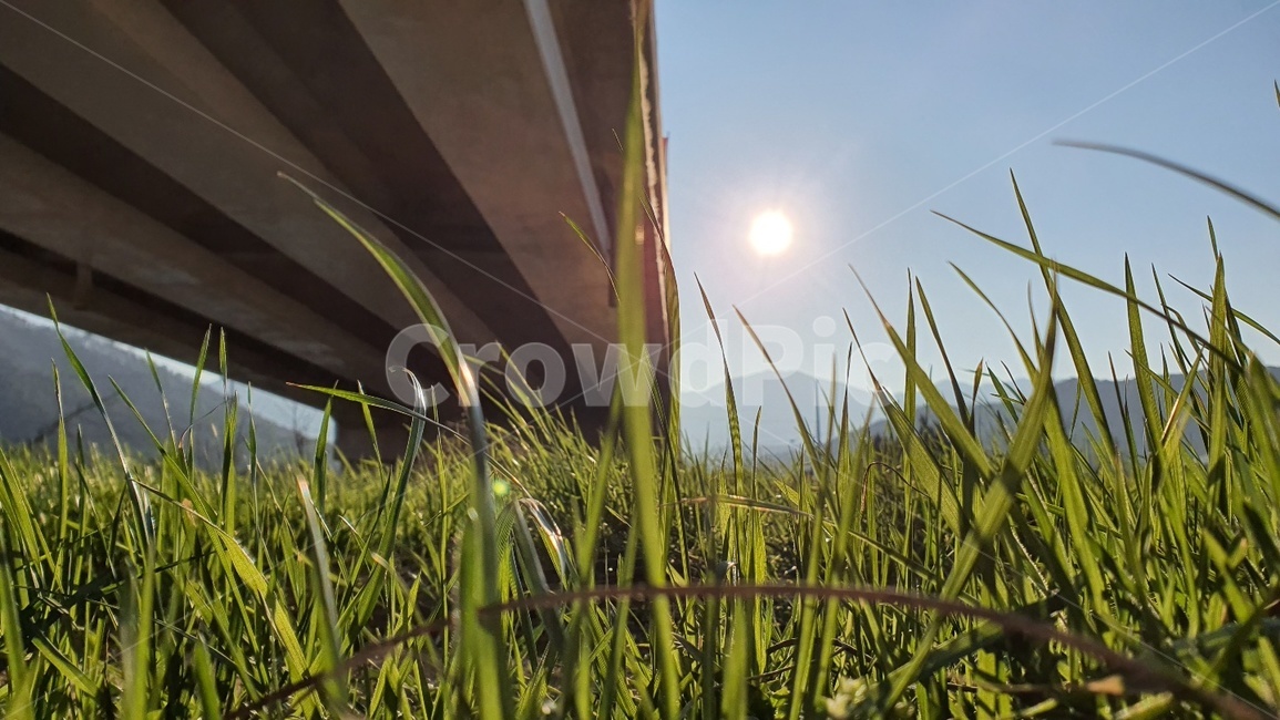 plant,햇빛,light,식물,grass,빛,flare,잔디,플레어,sunlight,다리밑,다리,태양