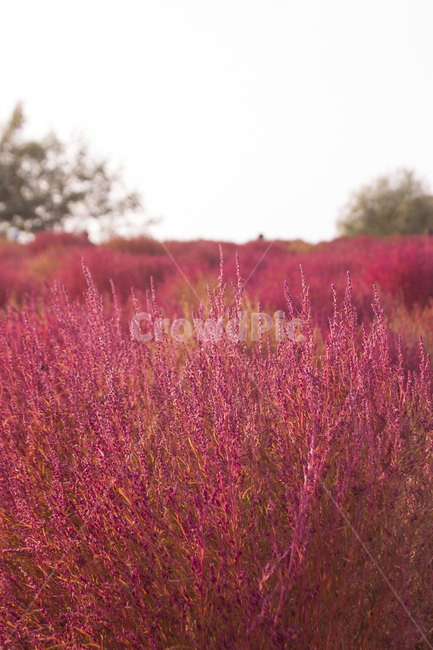댑싸리,핑크뮬리,하늘공원,봄풍경,가을풍경,좋은글귀,pinkmuli,가을,계절,fall,autumn,season,field,들,nature,자연
