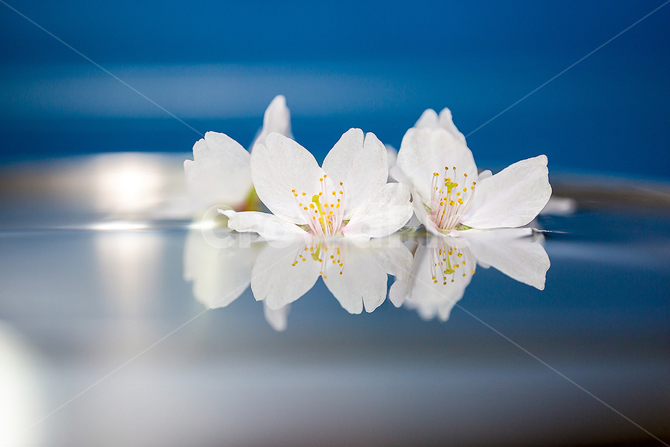 spring,Cherry Blossom,reflection,Cherry Blossom Ending,Emotional photo