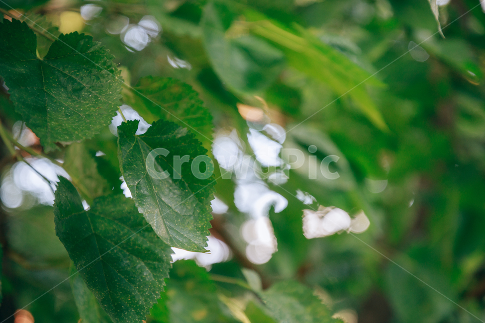 자연,식물,초록,나무,싱그러운,햇살,햇볕,tree,식물,자연,plants,nature