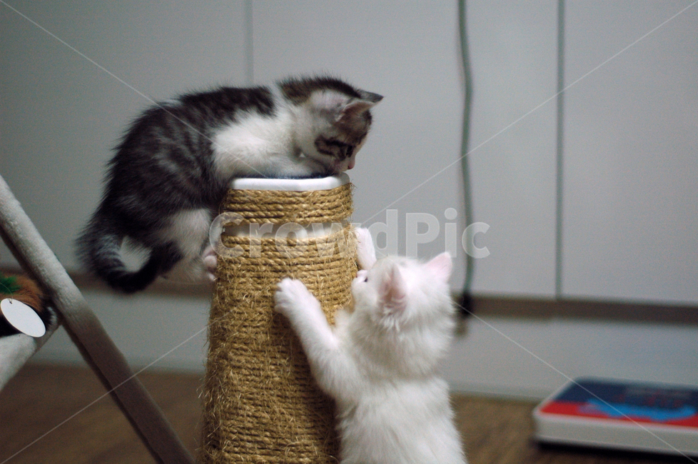 Pets,kitten,cats,Meow,cat,Playing cats,scratcher,scratch,cat brothers,pet