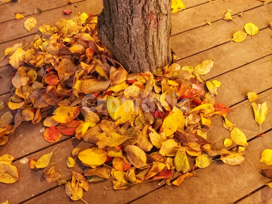 가을,낙엽,나무,외로움,감성사진,풍경사진,자연,가을,계절,fall,autumn,season,plant,식물,leaf,잎,tree