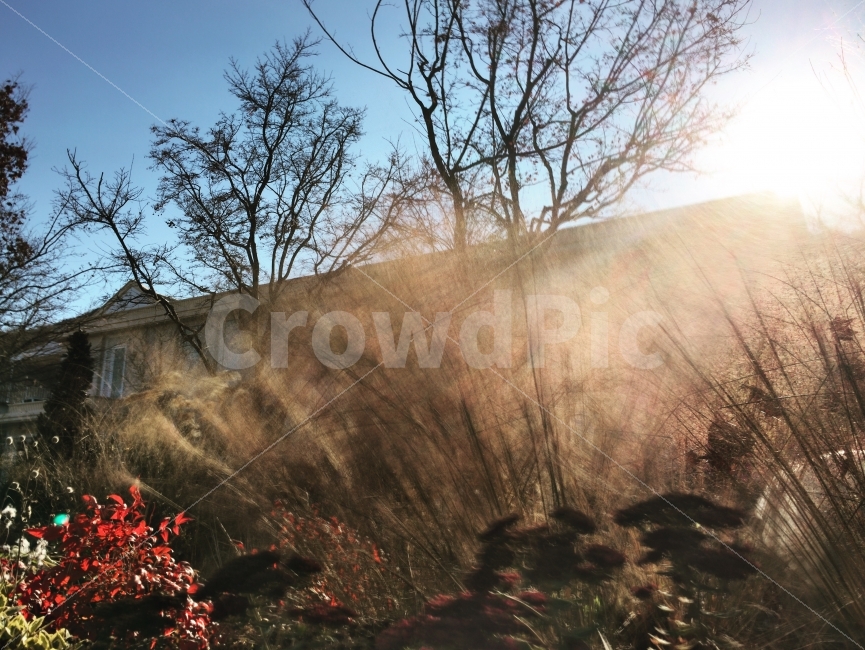 갈대,억새,풍경,햇살,햇빛,자연,풍경,nature,landscape,flare,플레어,light,빛