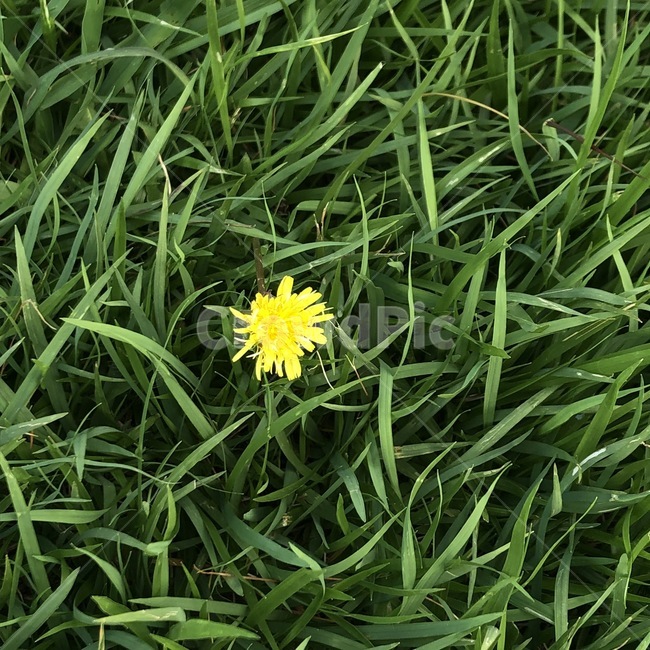 풀,식물,잔디,grass,plant,민들레,노랑꽃