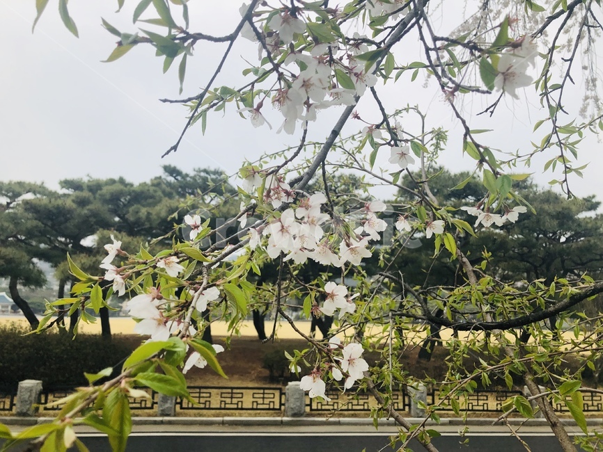 벚꽃,자연,봄,꽃,벚꽃나무