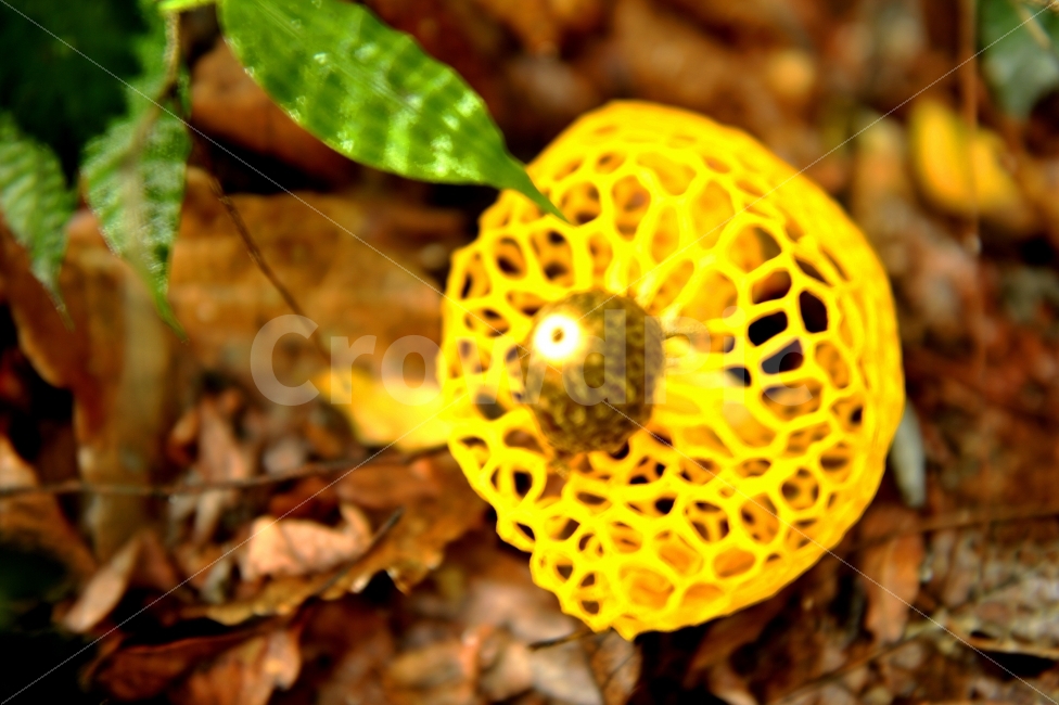 버섯,망태버섯,버섯종류,산버섯,들버섯,버섯,mushroom