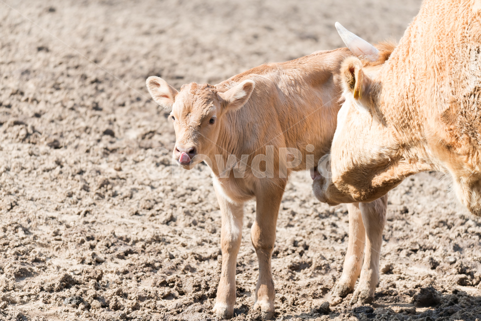 한국,자연,황소,오후,풍경,동물,animal,포유류,mammal,산업,industry,industrial,목축업,목장,livestock farming,ranching,pasture
