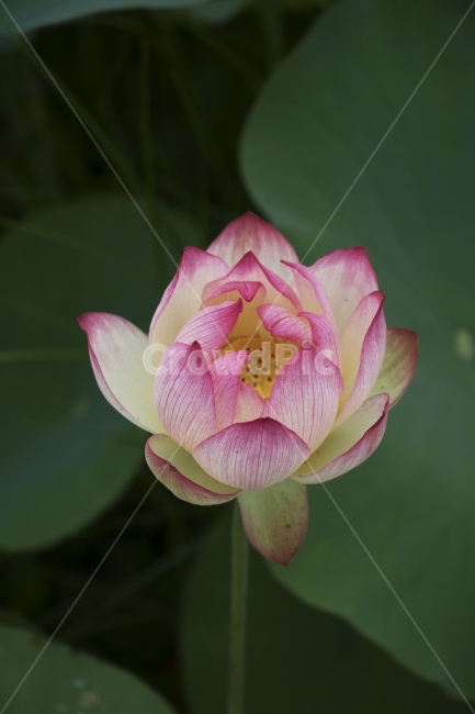연꽃,연,연잎,수련,꽃,사진,단독사진,디자인,소스,포토,사진자료,배경,배경사진,백그라운드,한국,동양,아시아,전통,풍경,자연,환경,실외,낮,아침,식물,봉오리,꽃봉오리,잎,꽃잎,6월,7월,여름꽃,꽃밭,아웃포커스,접사,근접,여름,녹색,야외,연꽃밭,핑크,분홍,빨강,빨간색,하얀색,레드,화이트,식물,자연,plants,nature,꽃,flower