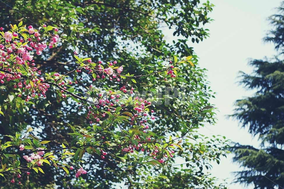 꽃,flower,봄,spring,핑크,분홍,pink,하늘,나무,sky,tree,초록,green,봄,계절,spring,season,식물,자연,plants,nature,꽃,flower,감성,sensible,feeling,plant,leaf,잎