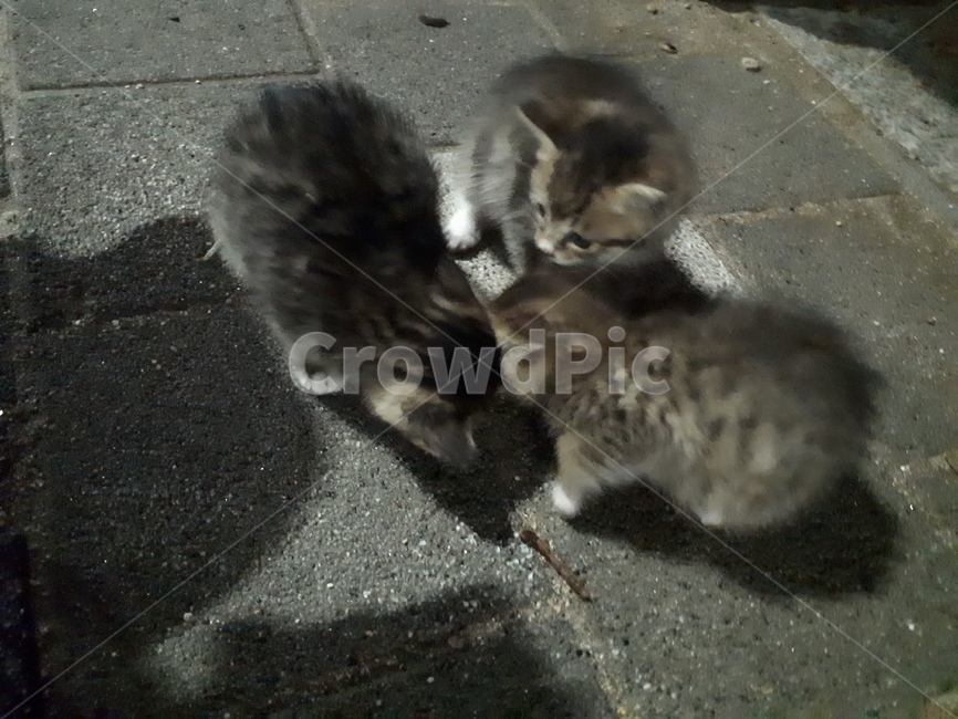 고양이,cat,동물,animal,고양이새끼,동물,animal,포유류,mammal,고양이,cat,kitten,kitty