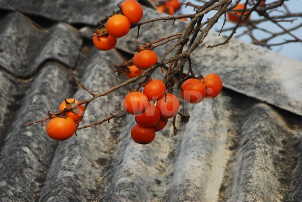 감,과일,가을풍경,감나무,홍시,열매,가을,계절,fall,autumn,season,음식,식재료,요리,food,cook,meal,dishes,food reserves,과일,열매,fruit,plant,식물,persimmon