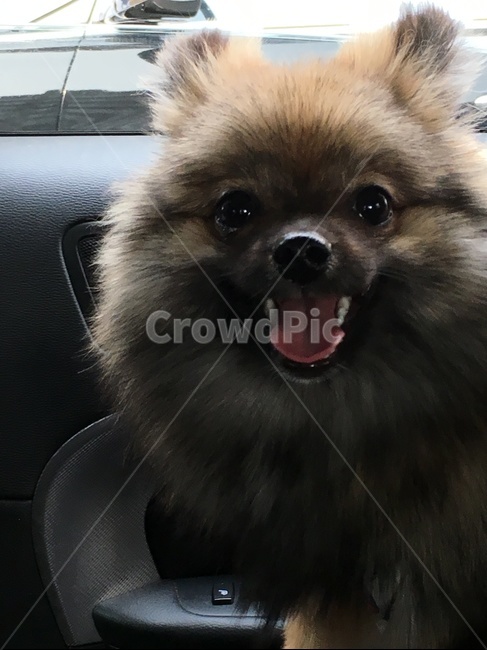 동물,포메라이언,개,반려견,소형견,dog,동물,animal,포유류,mammal,개,강아지,dog,doggy