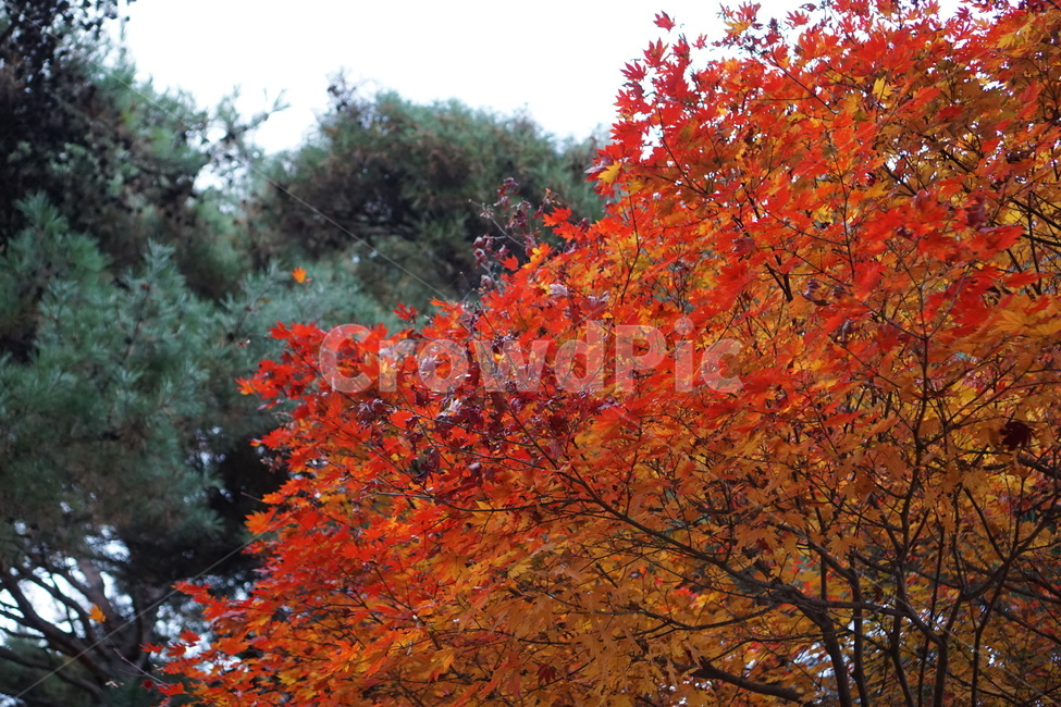 가을산,단풍,낙엽,나무,가을,가을,계절,fall,autumn,season,식물,자연,plants,nature,나무,trees,wood,plant,leaf,잎,tree,maple