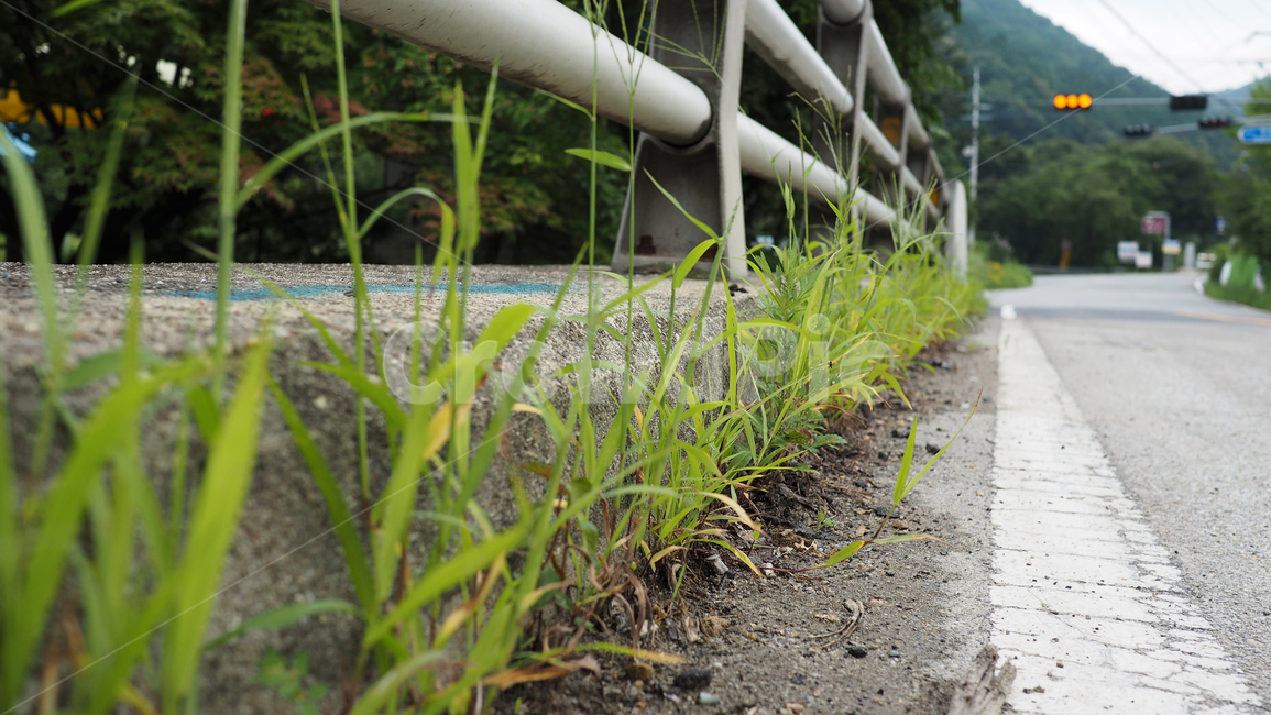 시멘트블럭,식물,도로,plant,그린