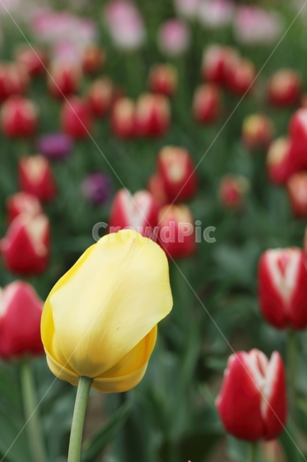 꽃,튤립,꽃밭,봄,계절,색깔,공원,자연,flowers,tulips,spring,season,park,colors,colorful,field,nature,봄,계절,spring,season,식물,자연,plants,nature,꽃,flower,plant,blossom,tulip