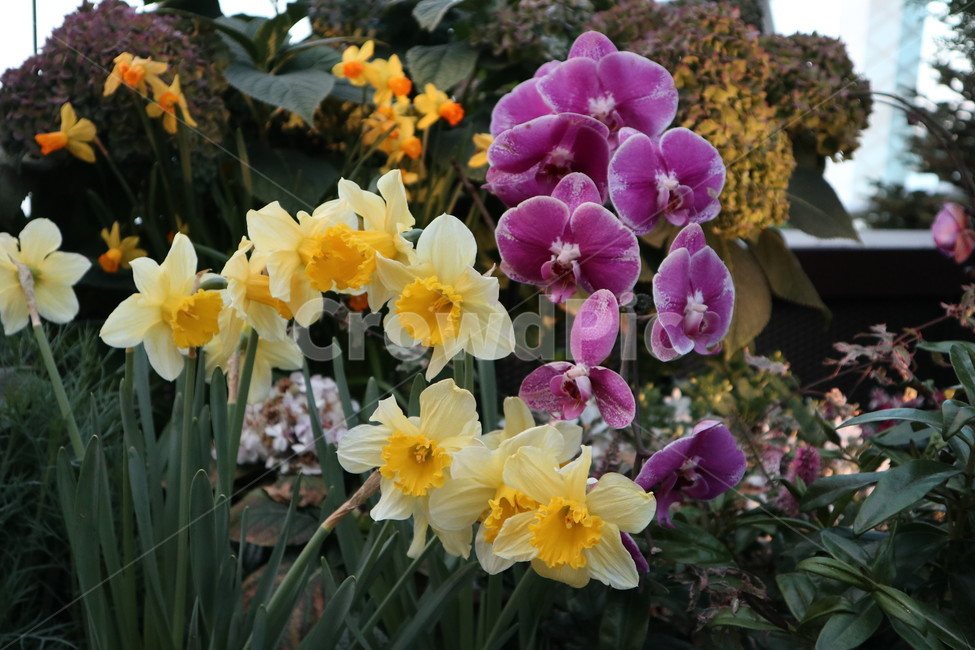 꽃,식물,아름다움,flower,싱가폴,식물,자연,plants,nature,꽃,flower