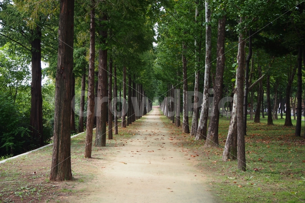 메콰세타이어숲,숲,나무,휴식,편안함,식물,자연풍경,자연,풍경,nature,landscape,한국자연풍경,한국자연경관,korea nature landscape,식물,plants,나무,trees,wood,plant,tree,tree trunk,나무 줄기