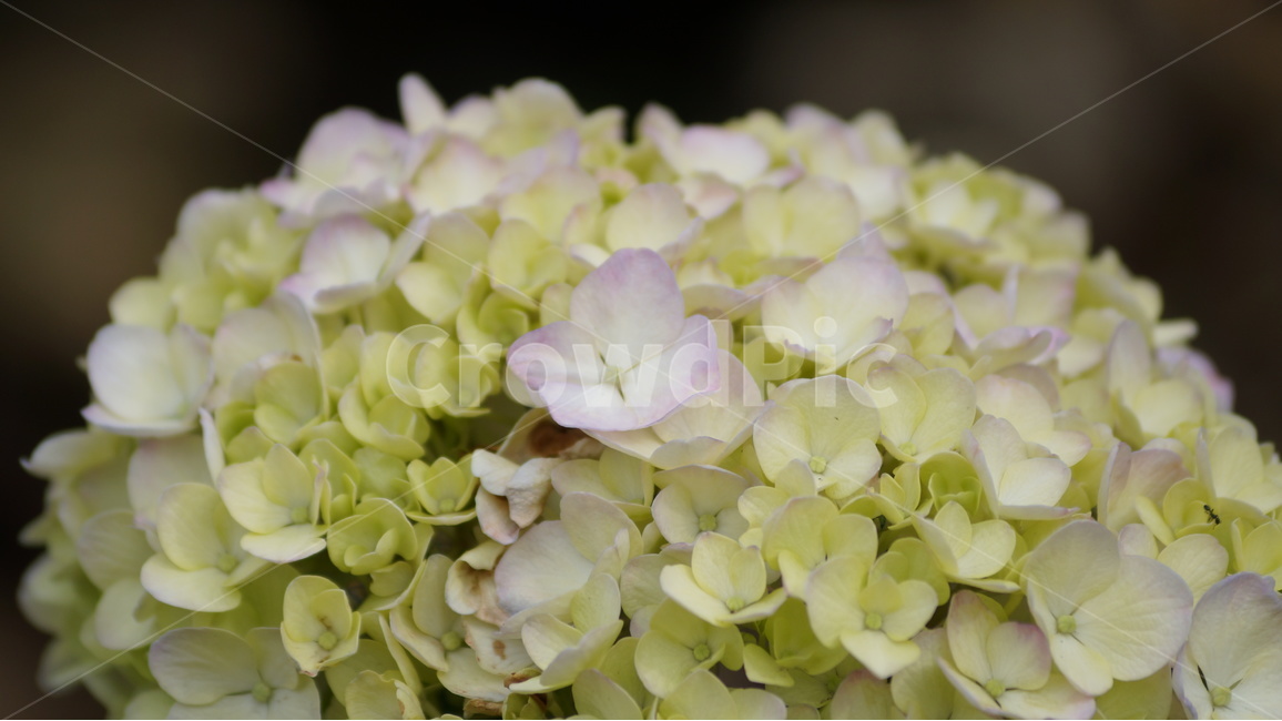 수국,수국꽃,꽃,꽃사진,식물,식물,자연,plants,nature,꽃,flower