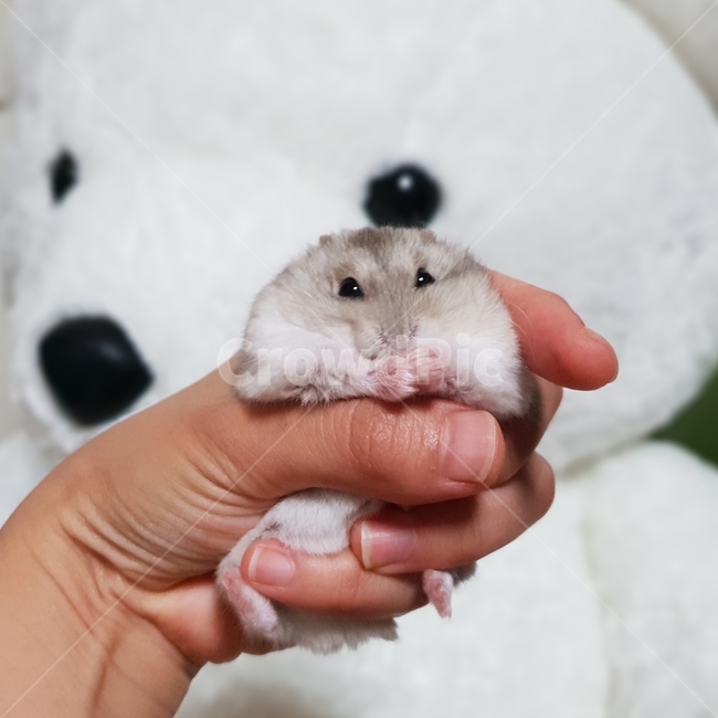 햄스터,귀여운,애완동물,소동물,설치류,곰인형