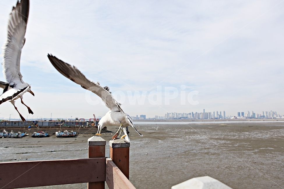 갈매기,조류,새,하늘,자연,풍경,배경,풍광,동물,animal,조류,새,birds