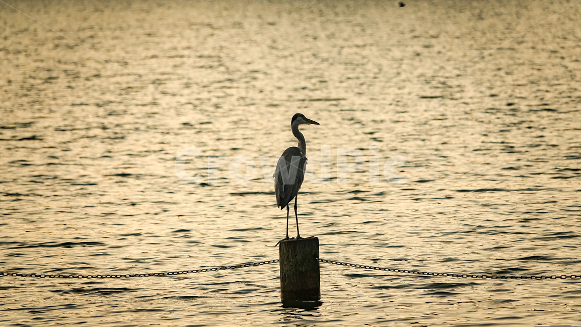 새,흑두루미,두루미,bird,crane