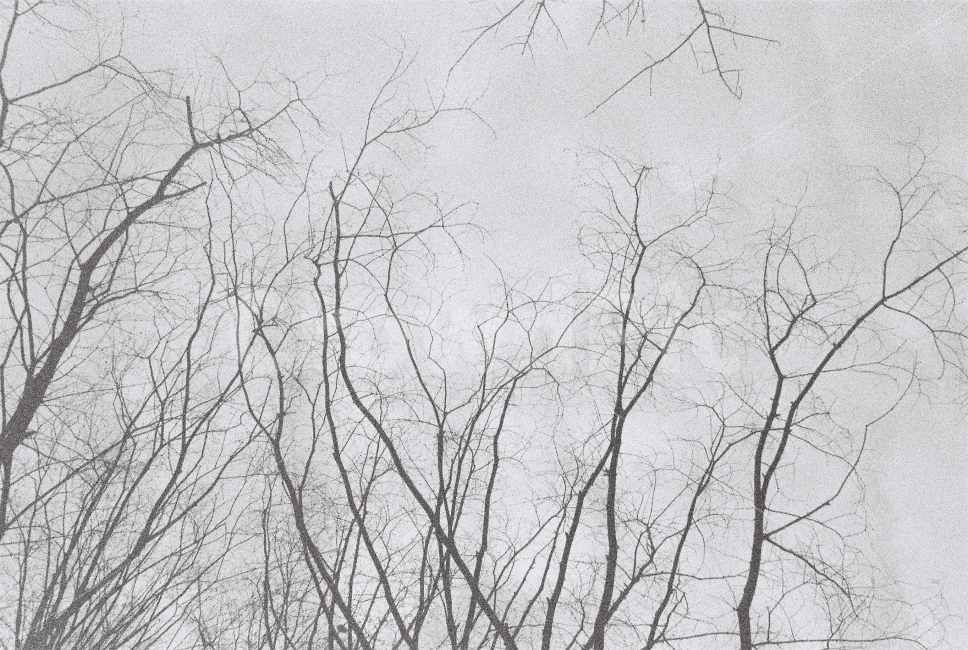 필름,필름사진,흑백사진,흑백필름,아날로그,나무,나뭇가지,가을,외로움,겨울,film,ilford,iso3200,bw,monochrome,35mm,자연,풍경,nature,landscape,겨울,계절,winter,season,흑백,모노톤,monochrome,black and white