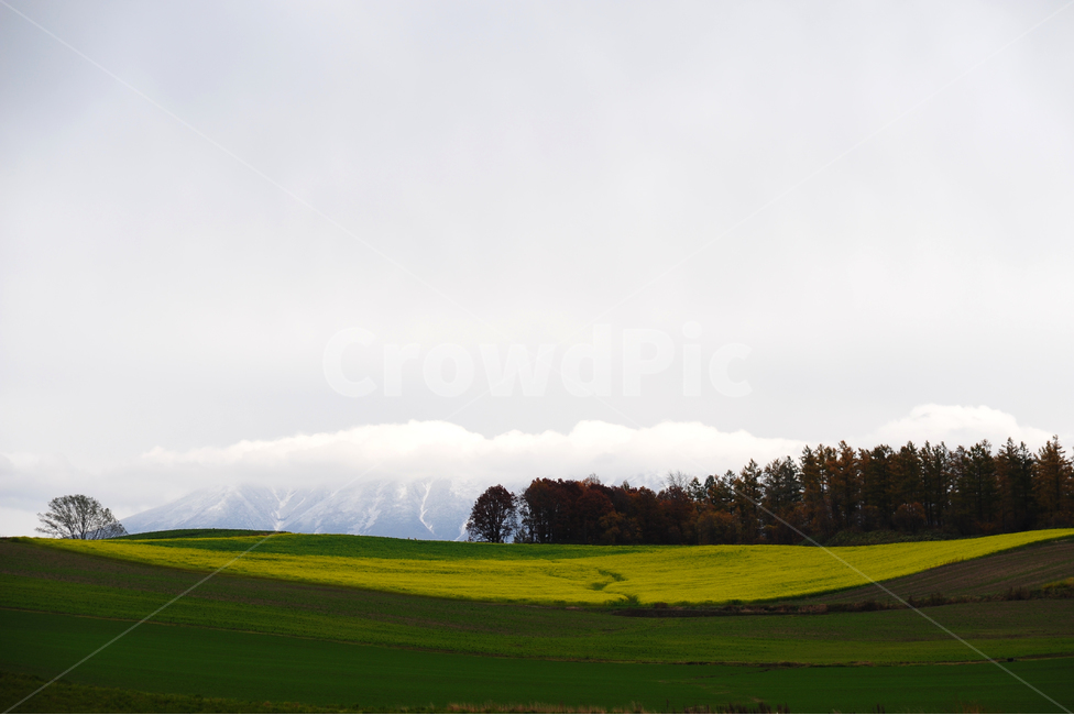 일본,홋카이도,비에이,초원,설산,가을,겨울,눈,나무,자연,풍경,nature,landscape,시골,마을,country,rural,town,해외,외국,세계,foreign,oversea,world,세계자연풍경,해외자연풍경,외국자연풍경,world nature landscape,field,들,outdoors,옥외,grassland,목초지