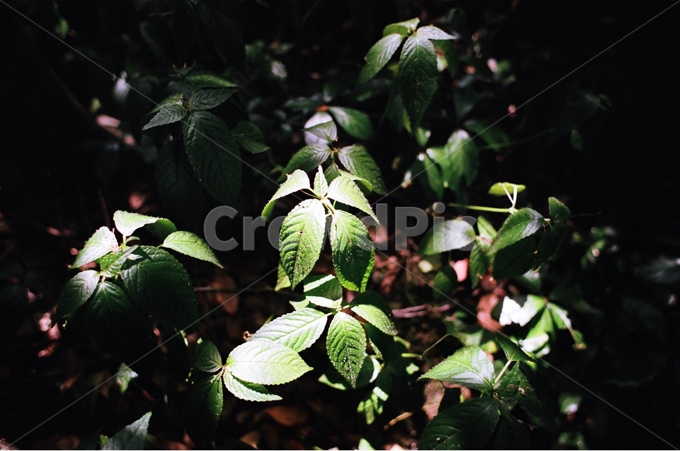 숲,나무,풀,초록,자연,식물,식물,자연,plants,nature,감성,sensible,feeling