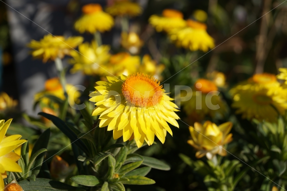 밀짚꽃,꽃,꽃사진,식물,야생화,식물,자연,plants,nature,꽃,flower