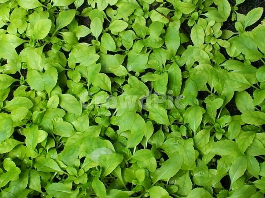 natural,자연,초록,싱그러움,곰보배추모종,곰보배추,새싹,배경,배경이미지,배경화면,색감,바탕,텍스쳐,질감,패턴,이미지,식물,자연,plants,nature