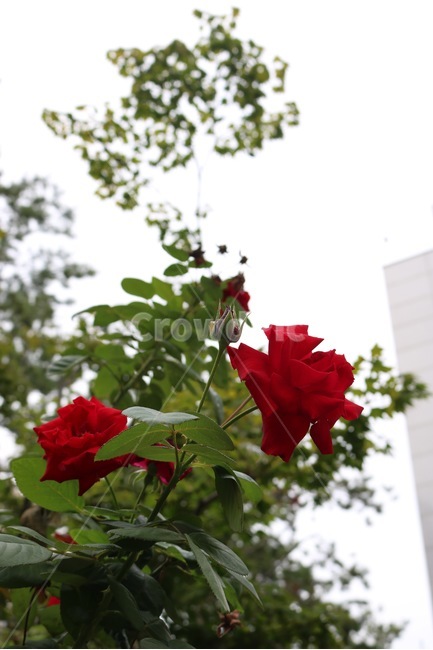 장미,꽃,식물,빨강,초록,자연,rose,bara,flower,hana,plants,shokubutsu,red,aka,green,midori,nature,하늘,sky,sora,감성,식물,자연,plants,nature,꽃,flower