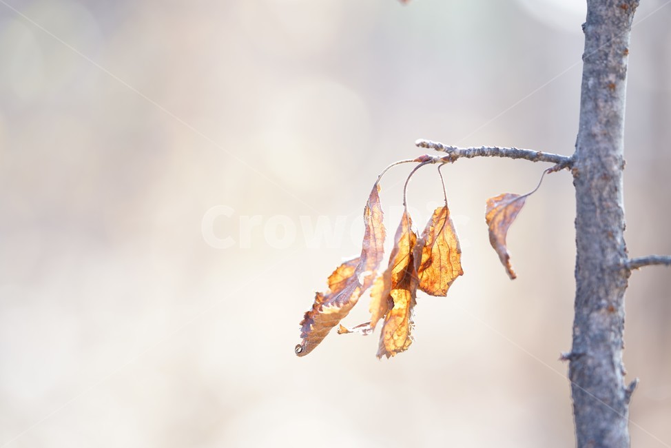 마른잎,마른가지,겨울잎,고엽,감성,아웃포커스,식물,자연,plants,nature