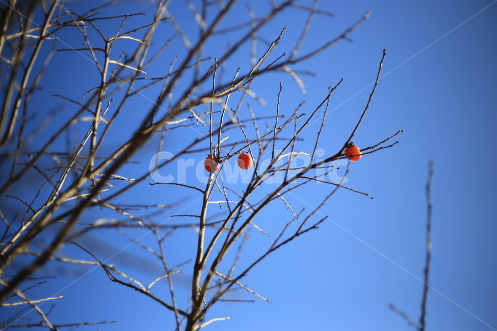 과일,귤,감,까치밥,감나무,계절,열매,식물,자연,plants,nature,나무,trees,wood,과일,열매,fruit