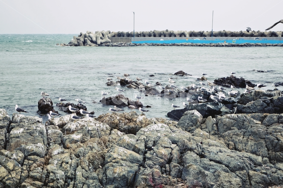 갈매기,호미곶,바다,새,자연,자연,풍경,nature,landscape,동물,animal,조류,새,birds,bird,sea,outdoors,옥외,water,물,ocean,대양,rubble,파편