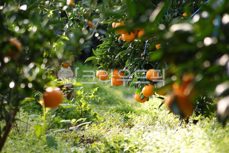 귤,감귤,귤밭,감귤류,귤나무,열매,과일,과수원,농장,특산물,특산품,신선한,제주감귤,나무,감귤나무,실외,야외,자연,농작물,재배,농업,싱싱한,탐스러운,주황색,식물,tangerine,citrus,tangerinefield,fruit,orchard,farm,specialproduct,ripe,grow,cultivate,jejutangerine,tree,tangerinetree,outdoor,nature,crop,cultivated,fresh,orange,plant