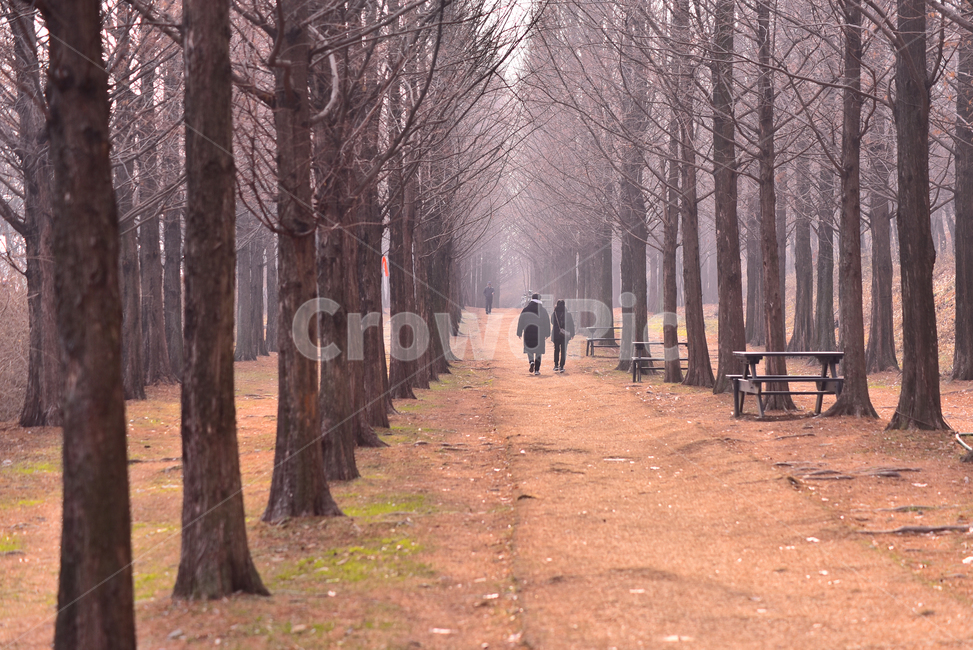 메타쉐콰이어,가로수,산책로,힐링,산보,사람들,연인,걷다,워킹,호젓한,길,흙,땅,대지,나무,human,인간,plant,나무줄기,식물,treetrunk,person,사람,tree,겨울나무,나목,healing,배경,바탕,백그라운드,background,공원,야외,옥외,outdoor,낭만,남녀,커플,데이트