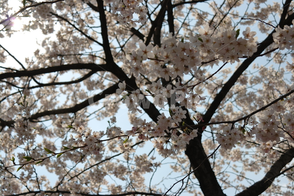 봄,자연,꽃,벚꽃,cherryblossoms