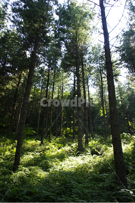 숲,식물,나무,자연,plant,초목,tree