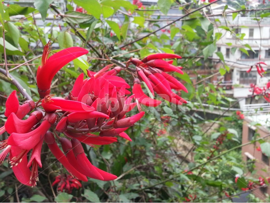 자연,식물,꽃,빨간꽃,야생화,새모양꽃,flower,접사,식물,자연,plants,nature,꽃,flower
